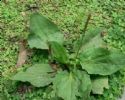 Plantago Herb Extract 10:1